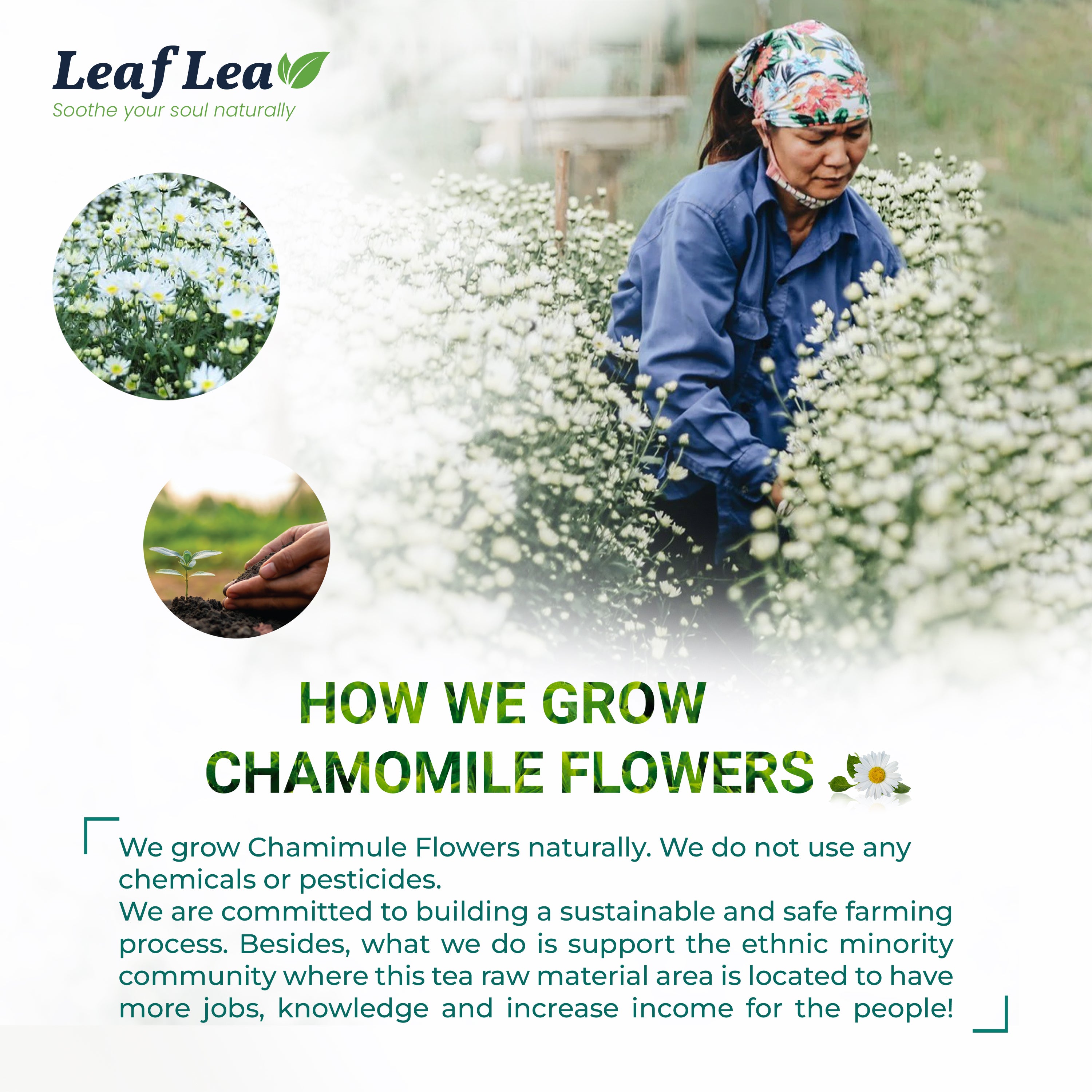 Chamomile Black Tea - Natural Relaxation & Digestive Support
