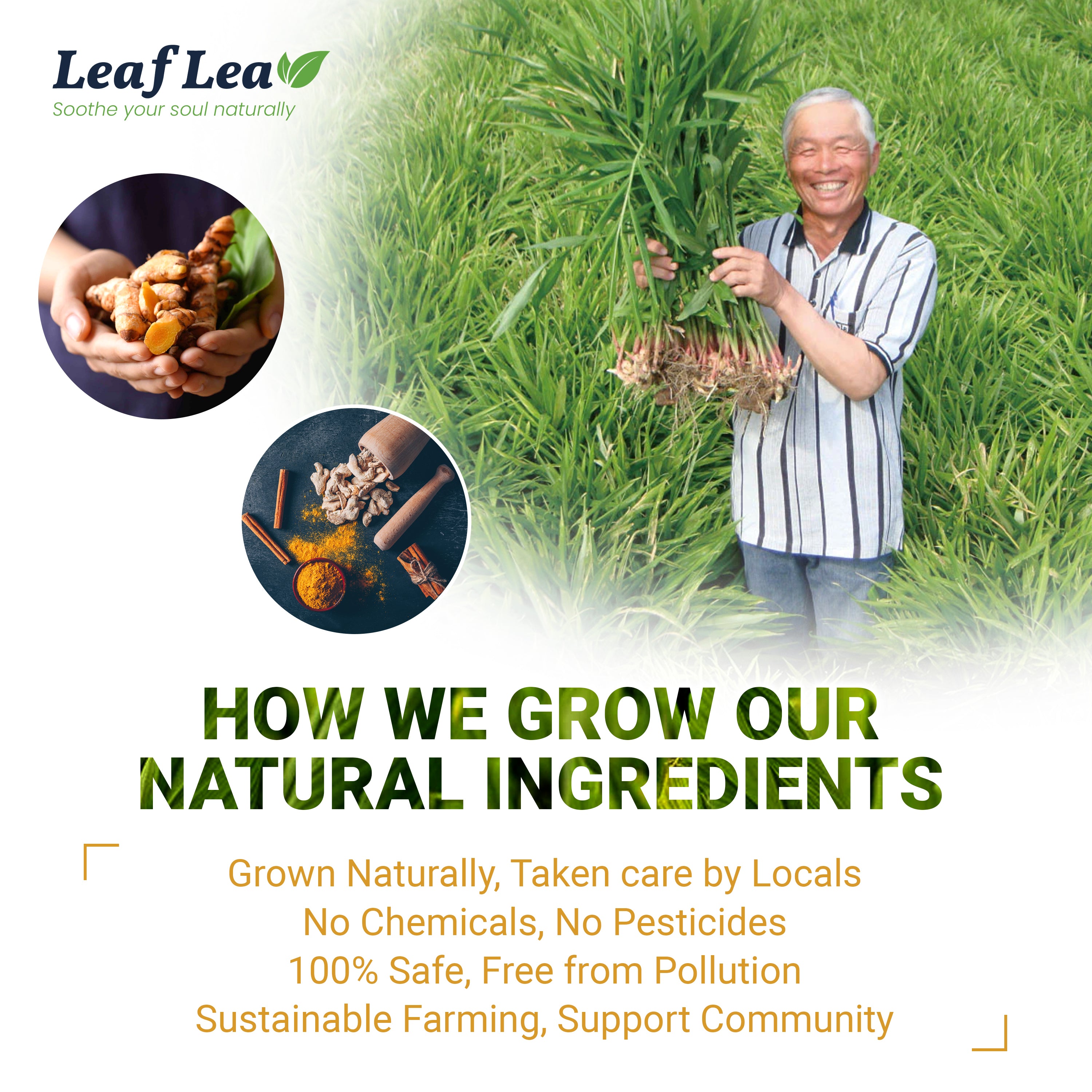 Premium Ginger Turmeric Tea Bags Supports Immune Health