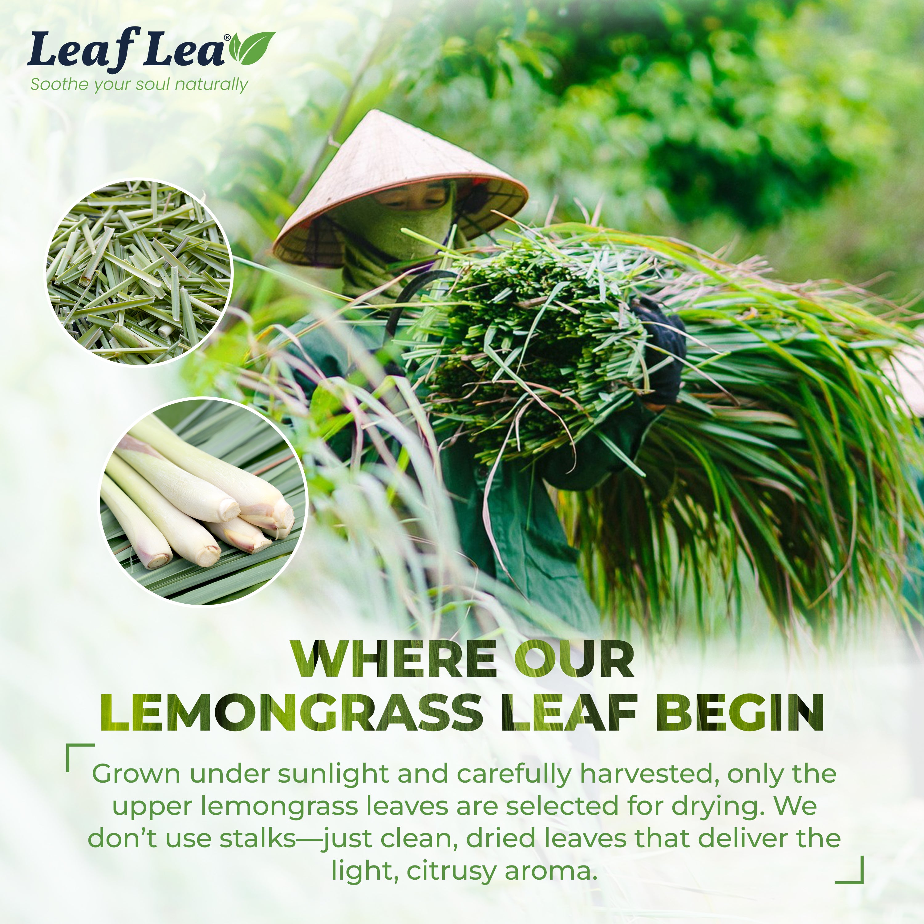 LeafLea Lemongrass Tea Bags, Natural Lemongrass Tea, Te Limon Grass, Taste & Light Aroma, Caffeine-Free, Sugar-Free