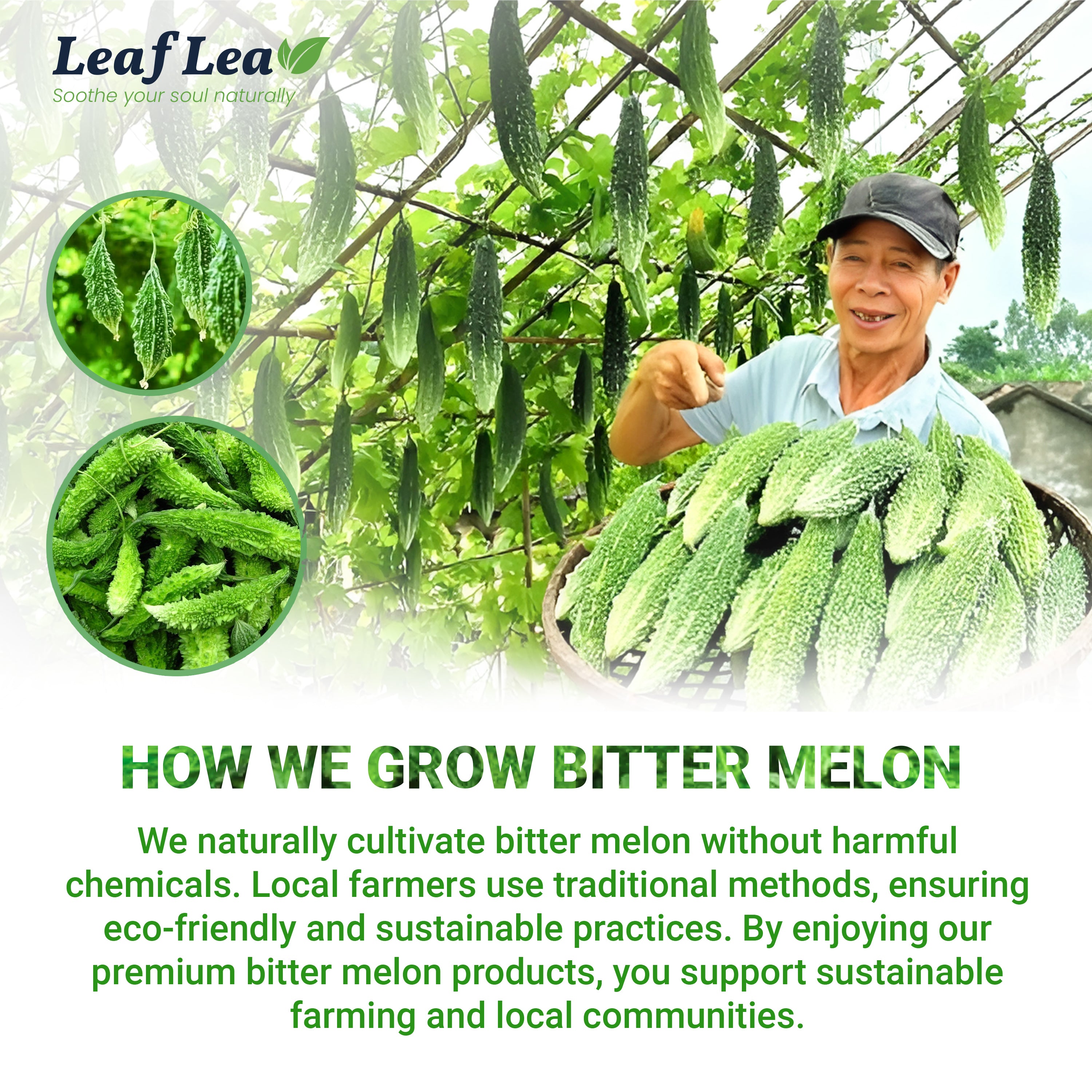 Natural Bitter Melon Tea for Wellness & Digestion Support