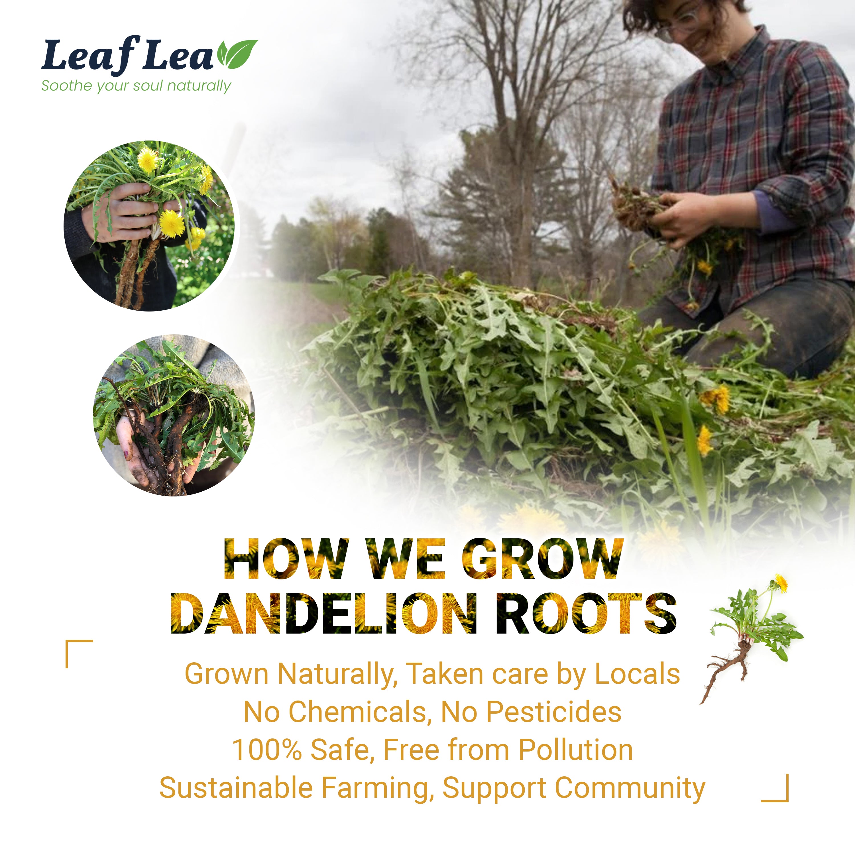 Dandelion Root Tea Bags Supports Kidney & Liver