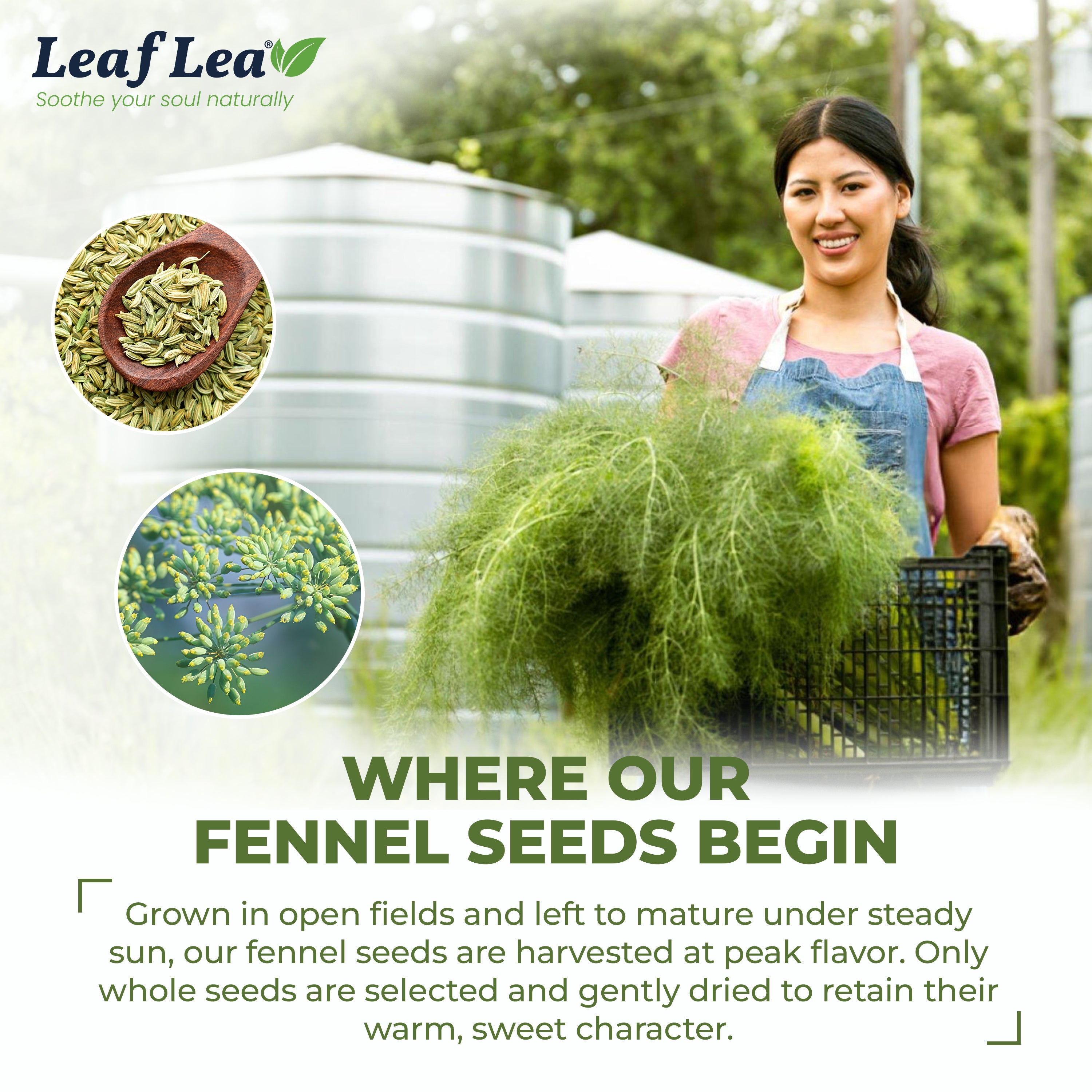 LeafLea 40 Fennel Tea Bags, 100% Natural & Pure Fennel Seed Tea, Te De Hinojo for Gentle Digestion & Fresh Breath
