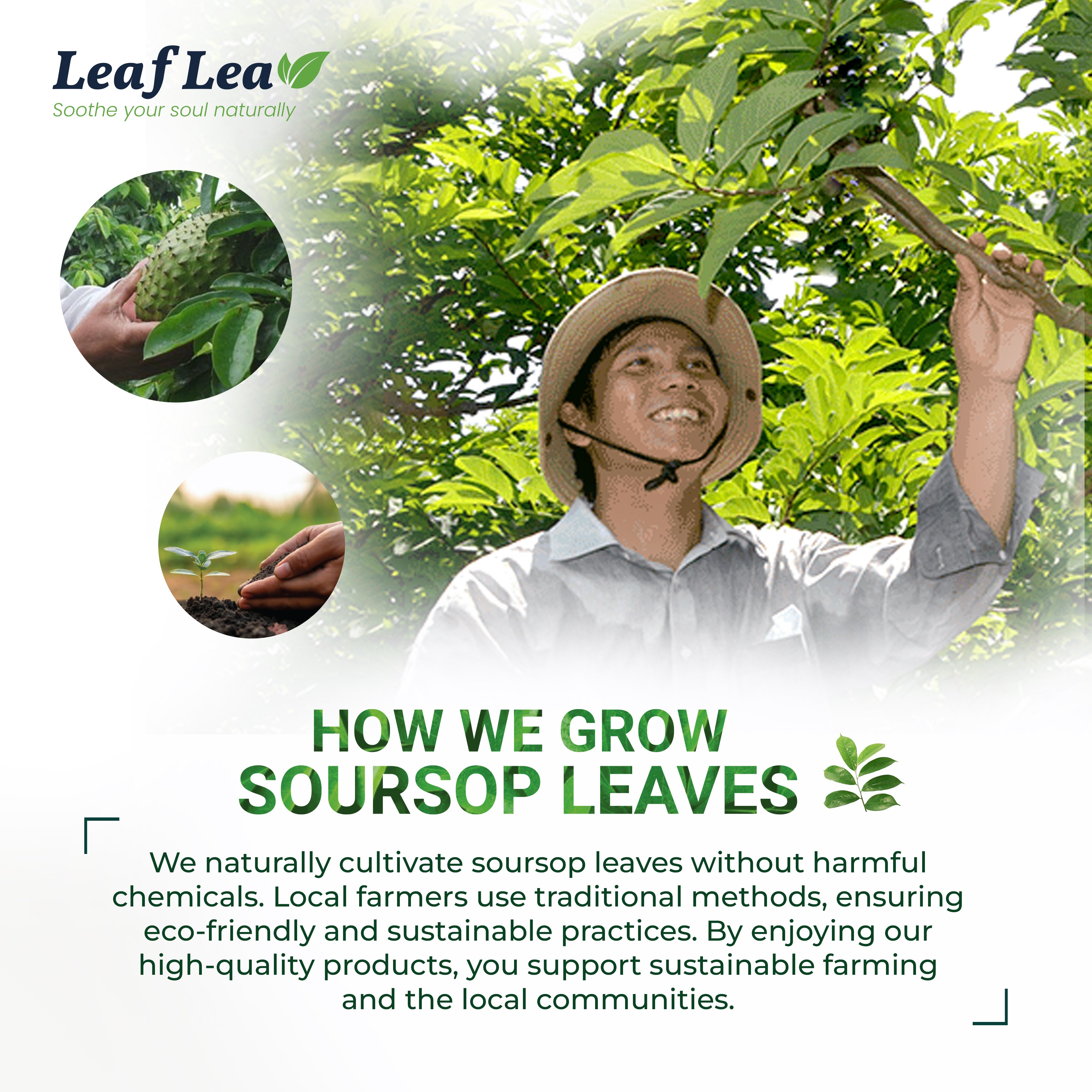 Premium Soursop Leaf Tea Bags for Digestion Support