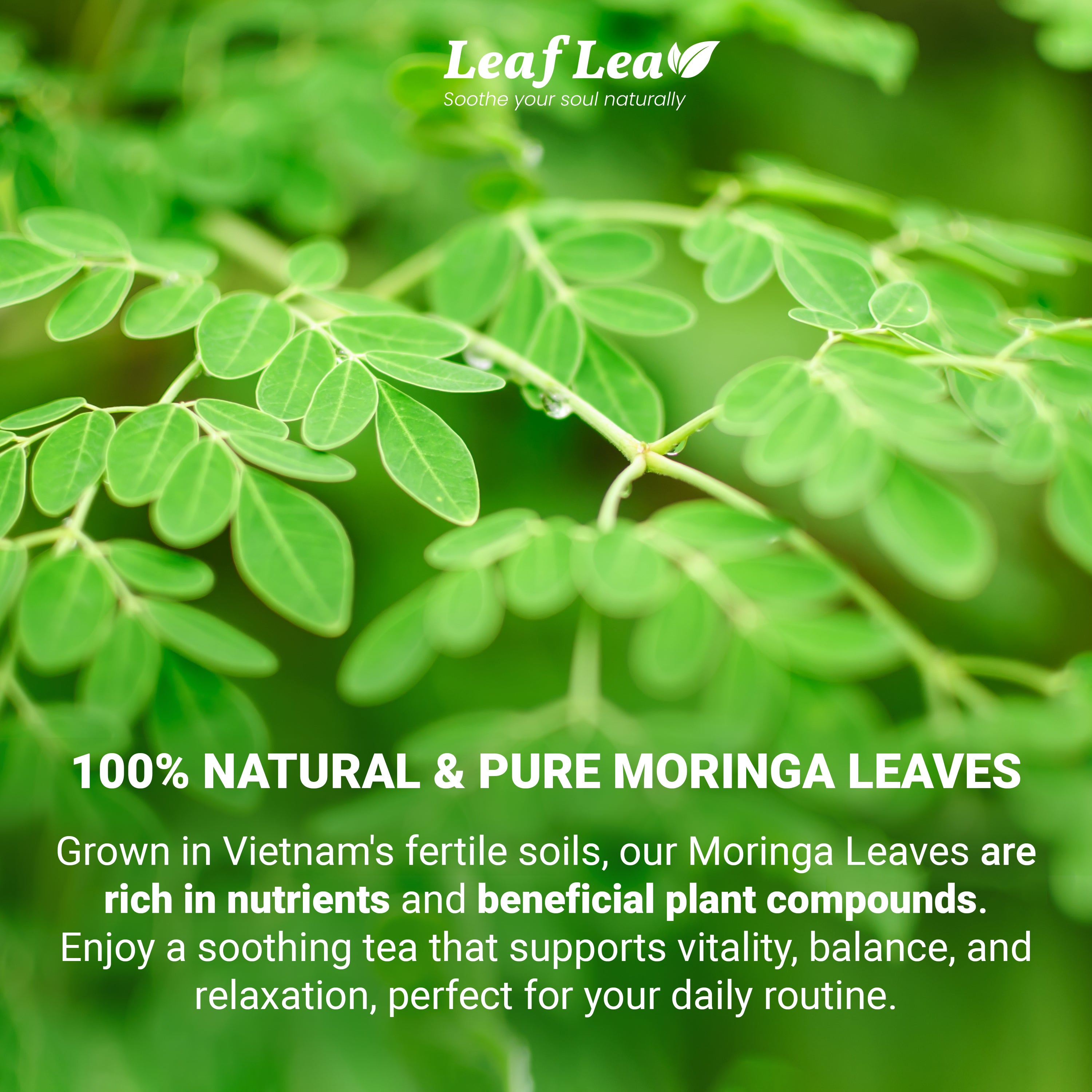 LeafLea 40 Moringa Tea Bags - Supports Digestion & Immune Health Caffeine-Free