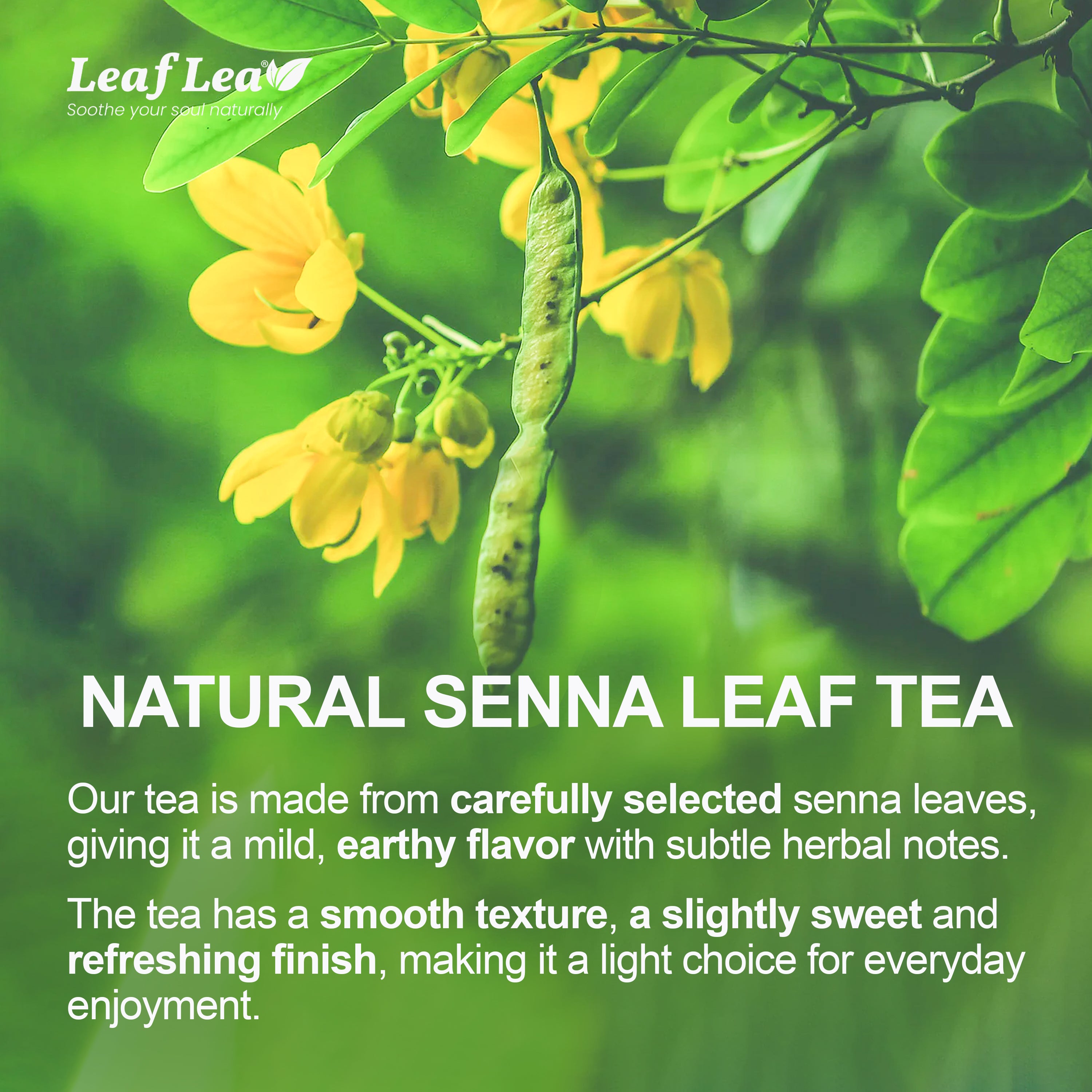 LeafLea Senna Leaf Tea Bags – Naturally Smooth & Gentle Herbal Brew