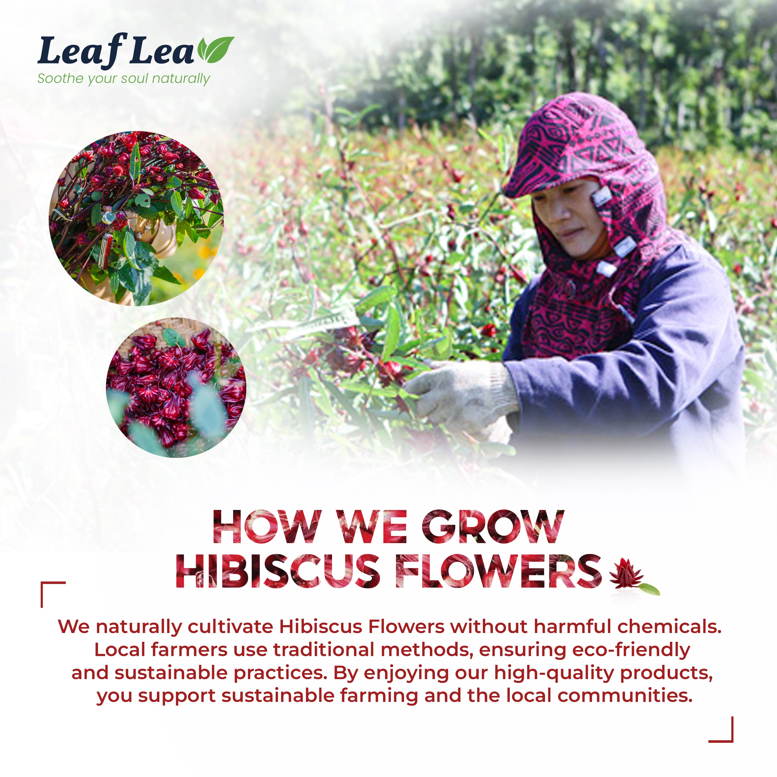 Hibiscus Tea Bags – Naturally Refreshing & Flavorful