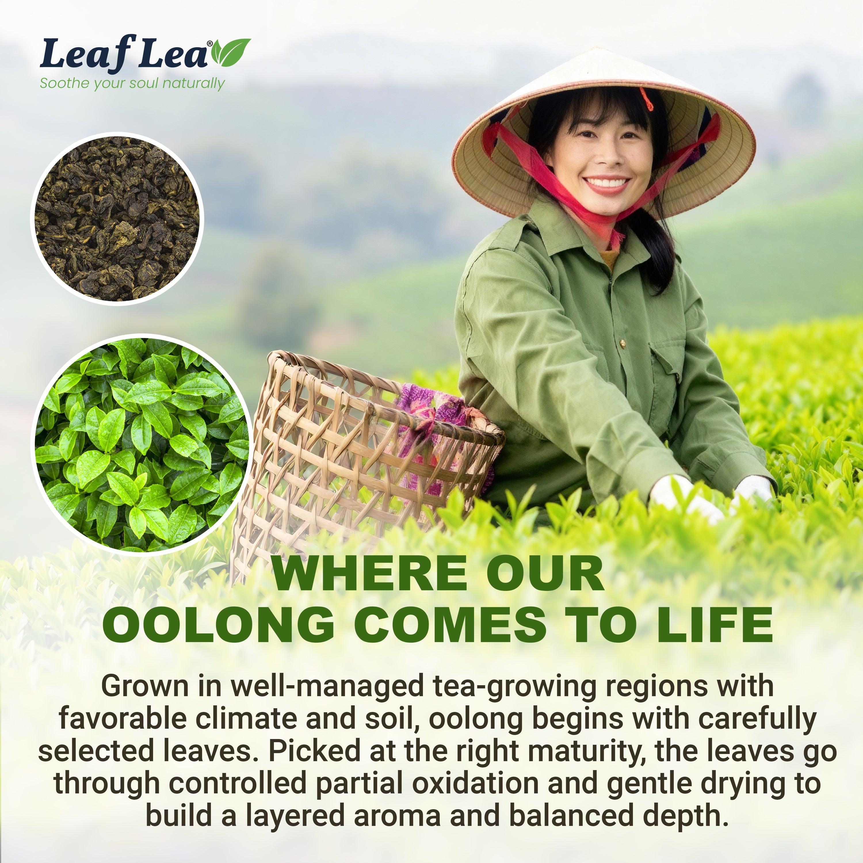 LeafLea Oolong Tea Bags, 100% Oolong Tea Leaves, Smooth Warm Aroma with Light Toasted Notes