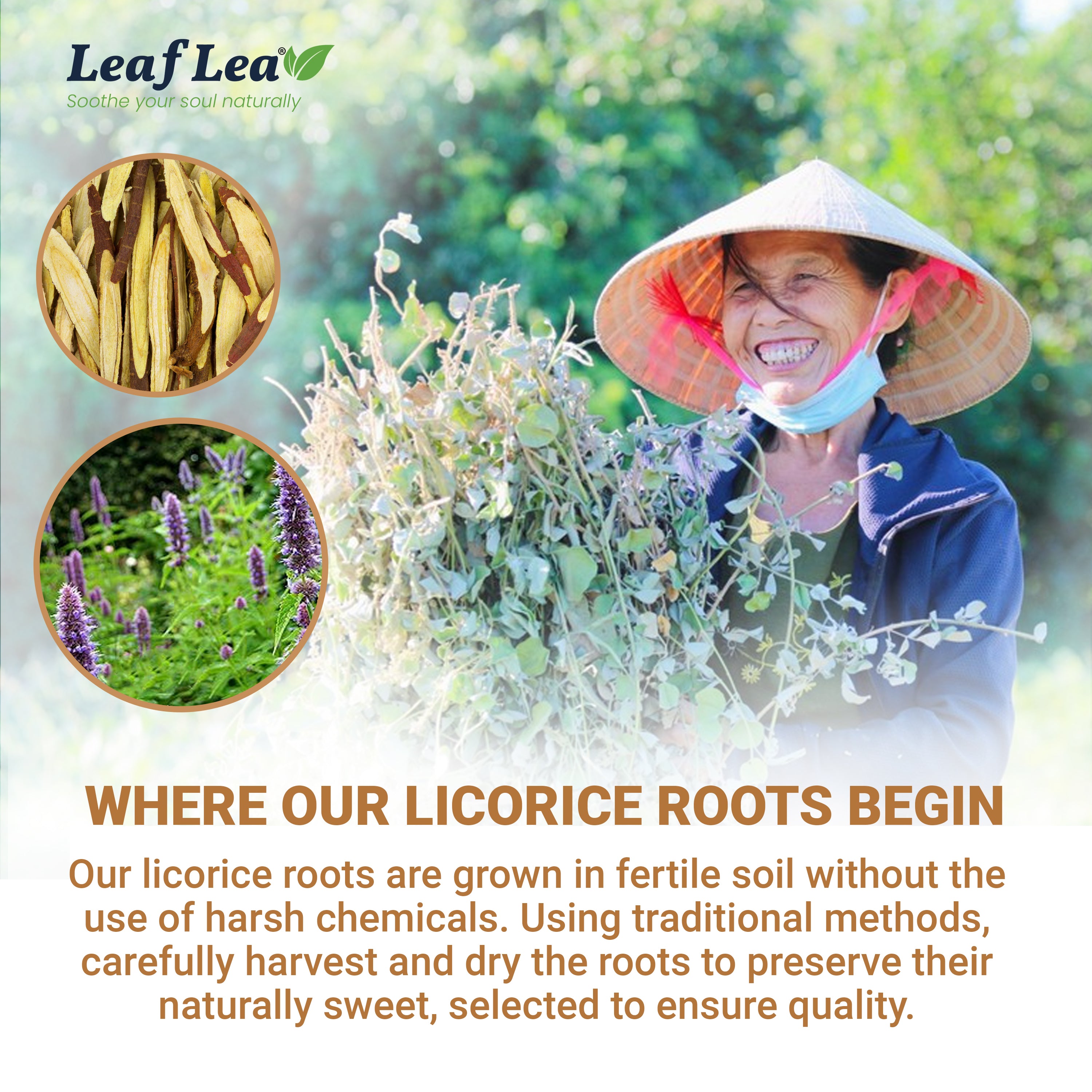 LeafLea Licorice Root Tea Bags - Pure Licorice Spice Tea, Herbal Infusion, Te De Regaliz, Caffeine-Free, Sugar-Free