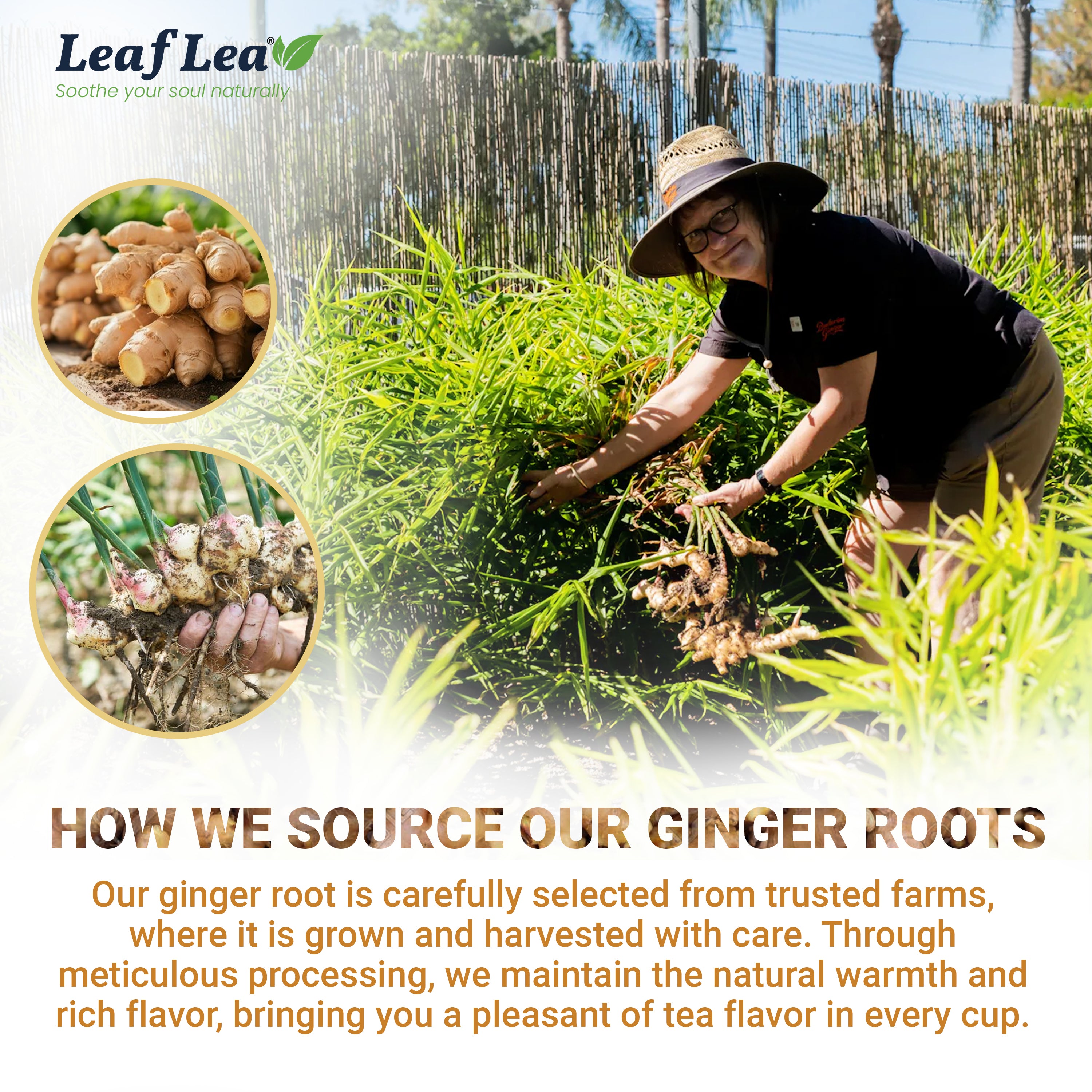 LeafLea Ginger Tea Bags - Bold, Spicy Flavor & Soothing Herbal Experience, Caffeine-Free