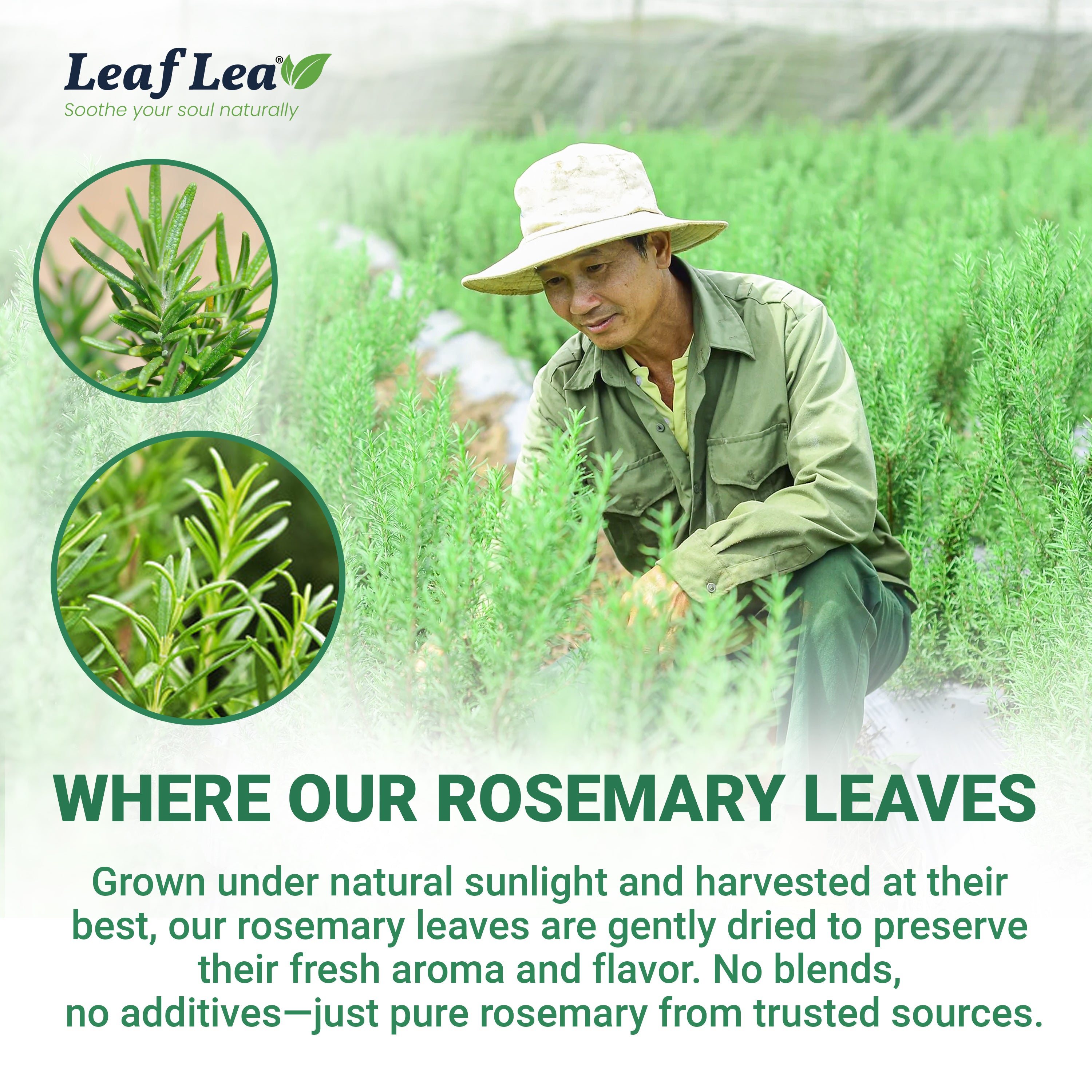 LeafLea Rosemary Tea Bags - Natural Rosemary Leaves, Te De Romero Earthy Taste & Light Aroma, Caffeine-Free, Sugar-Free