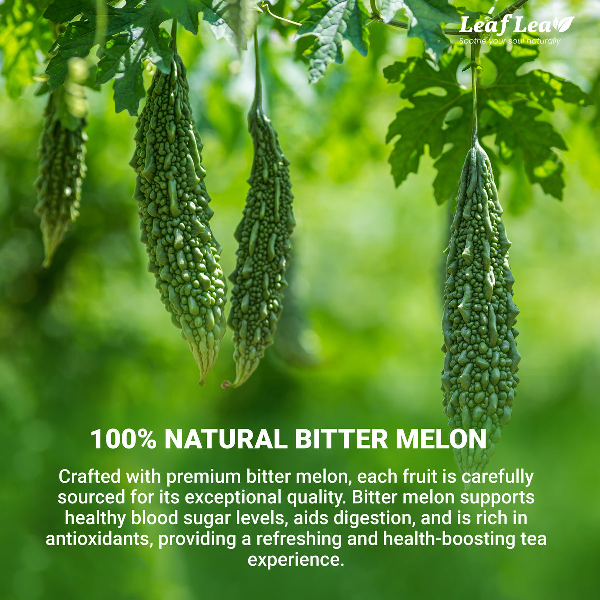 Biiter Tea Natural Bitter Melon Tea for Wellness & Digestion Support – LeafLea