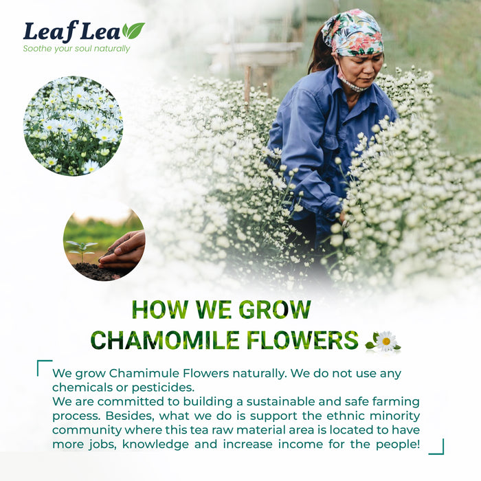 LeafLea Chamomile Black Tea - 40 Bags | Natural Relaxation & Digestive Support, Chamomile Blend, Sugar-Free, Vegan, Gluten-Free