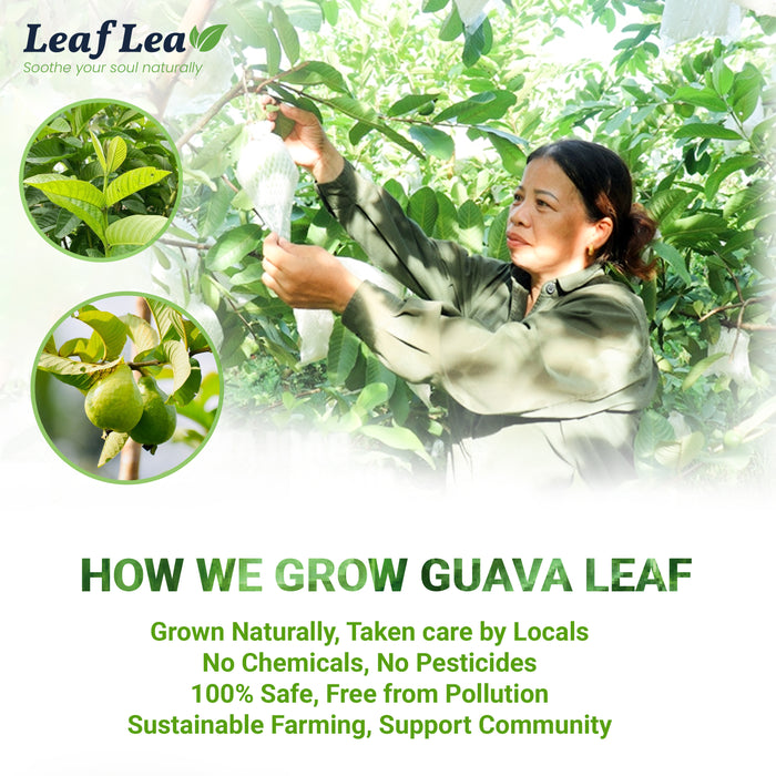 LeafLea Guava Leaf Tea Bags, 100% Natural Hojas De Guayaba 40 Premium Teabags, Supports Digestion & Immune Health, Rich in Antioxidants, Caffeine-Free, Non-GMO, Vegan