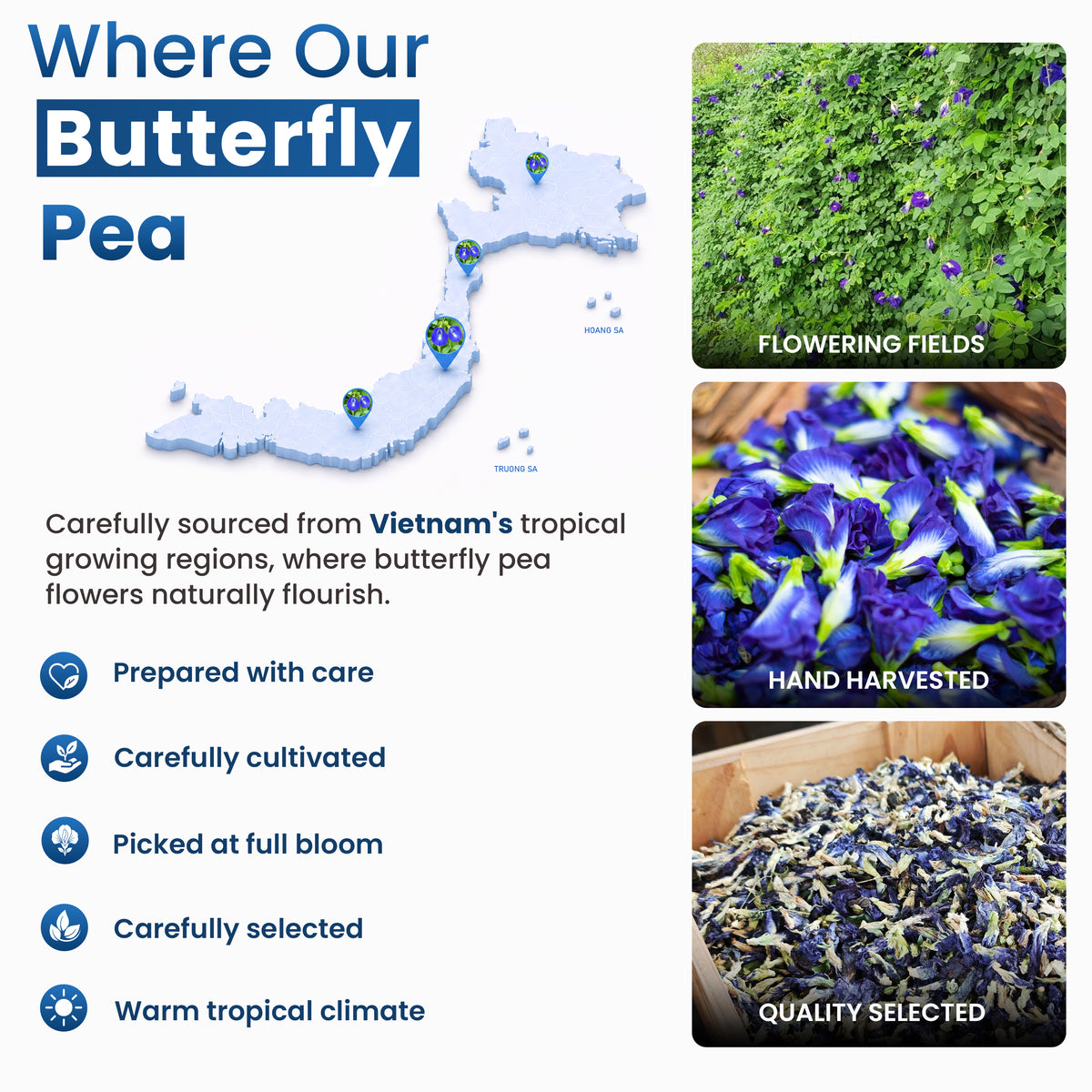LeafLea Butterfly Pea Flower Loose Leaf Tea, Single-Ingredient Botanical Tea With Naturally Vivid Blue Color