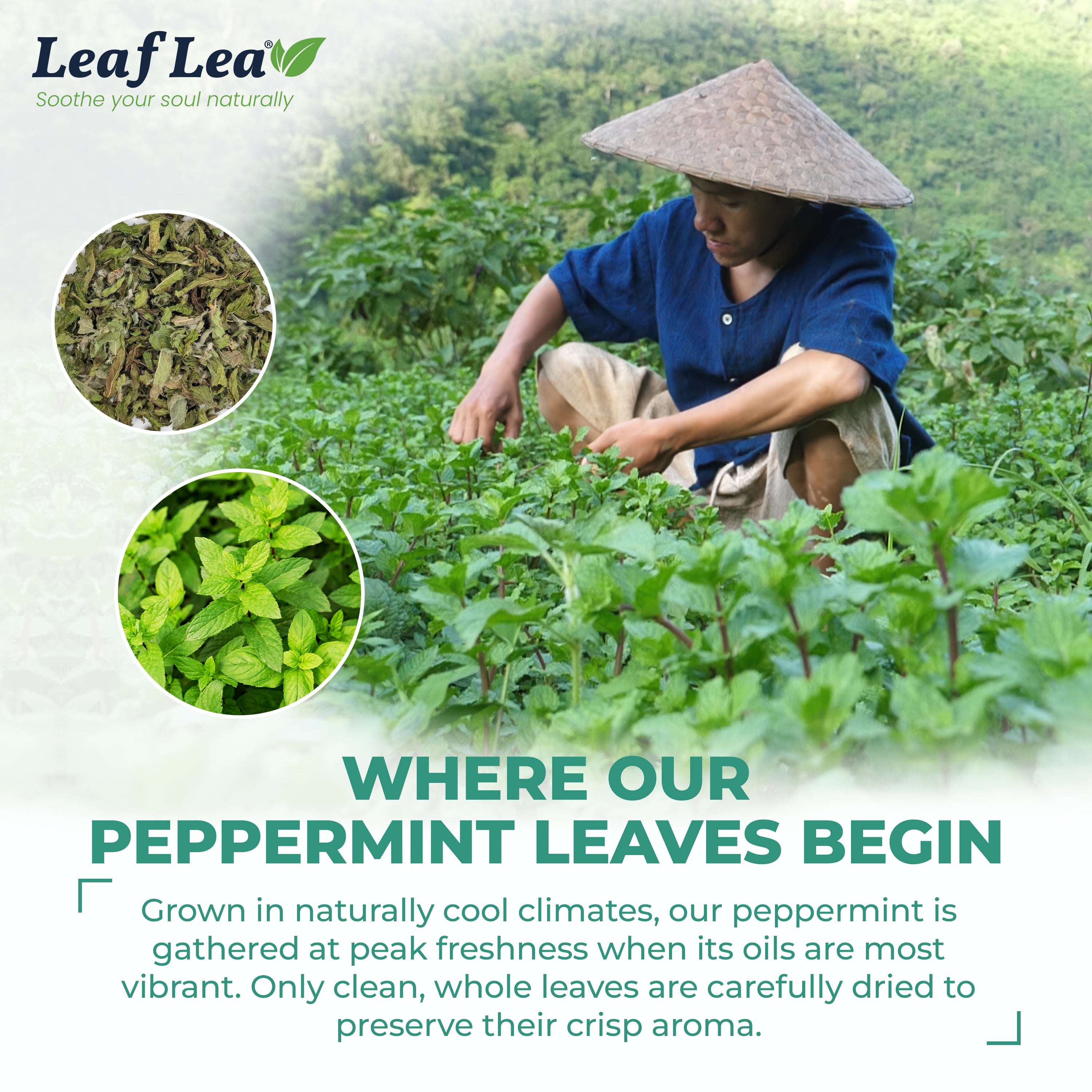LeafLea 40 Peppermint Tea Bags, Natural Peppermint Leaf Herbal Tea with Cool Taste, Te De Menta for Gentle Digestive Support