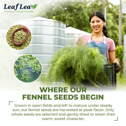 LeafLea 40 Fennel Tea Bags, 100% Natural & Pure Fennel Seed Tea, Te De Hinojo for Gentle Digestion & Fresh Breath
