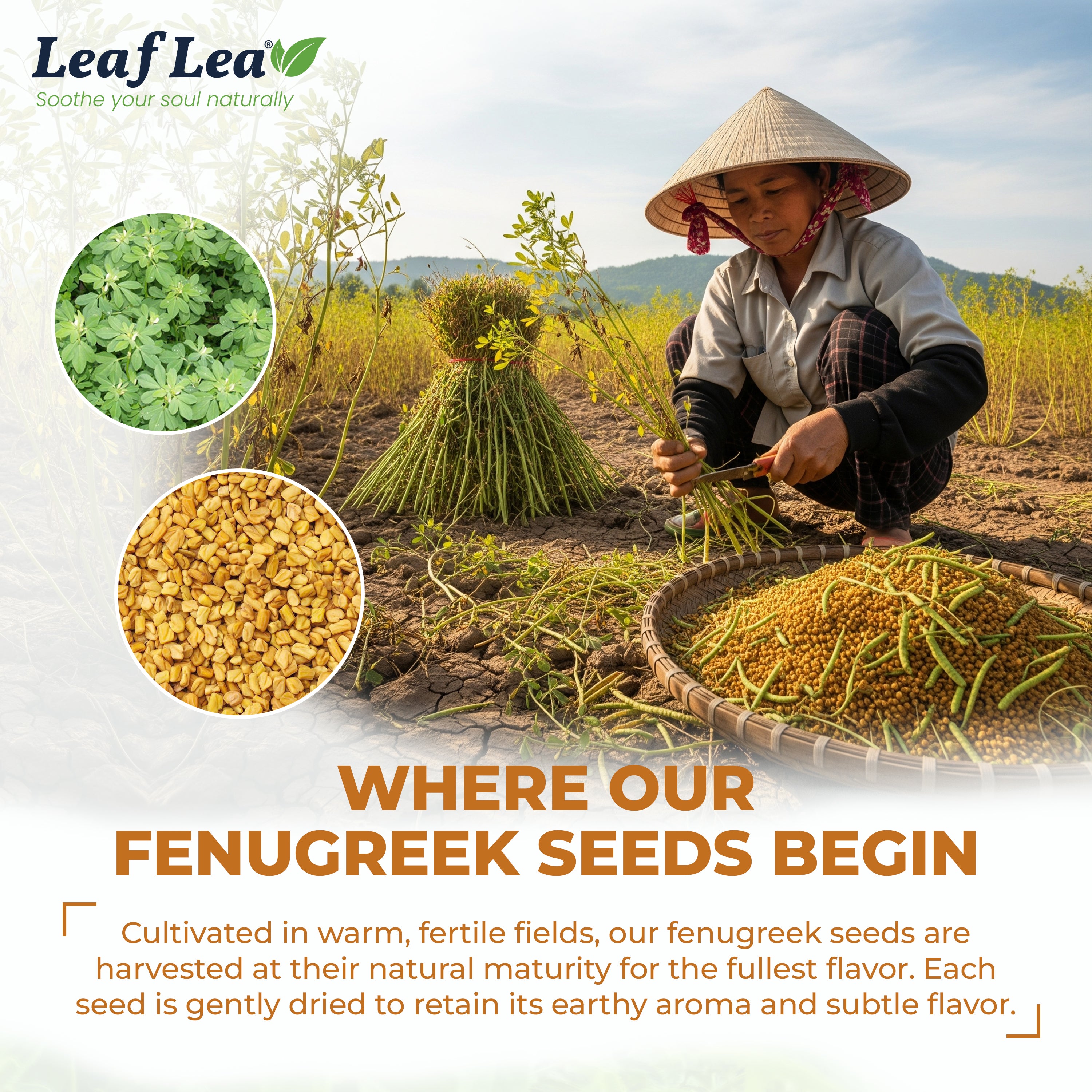 LeafLea 40 Natural Fenugreek Seed Tea Bags, 100% Pure from Fenugreek Seeds, Herbal Tea Infusion, Fenogreco Tea with Distinct Aroma and Smooth Flavor, Caffeine-Free