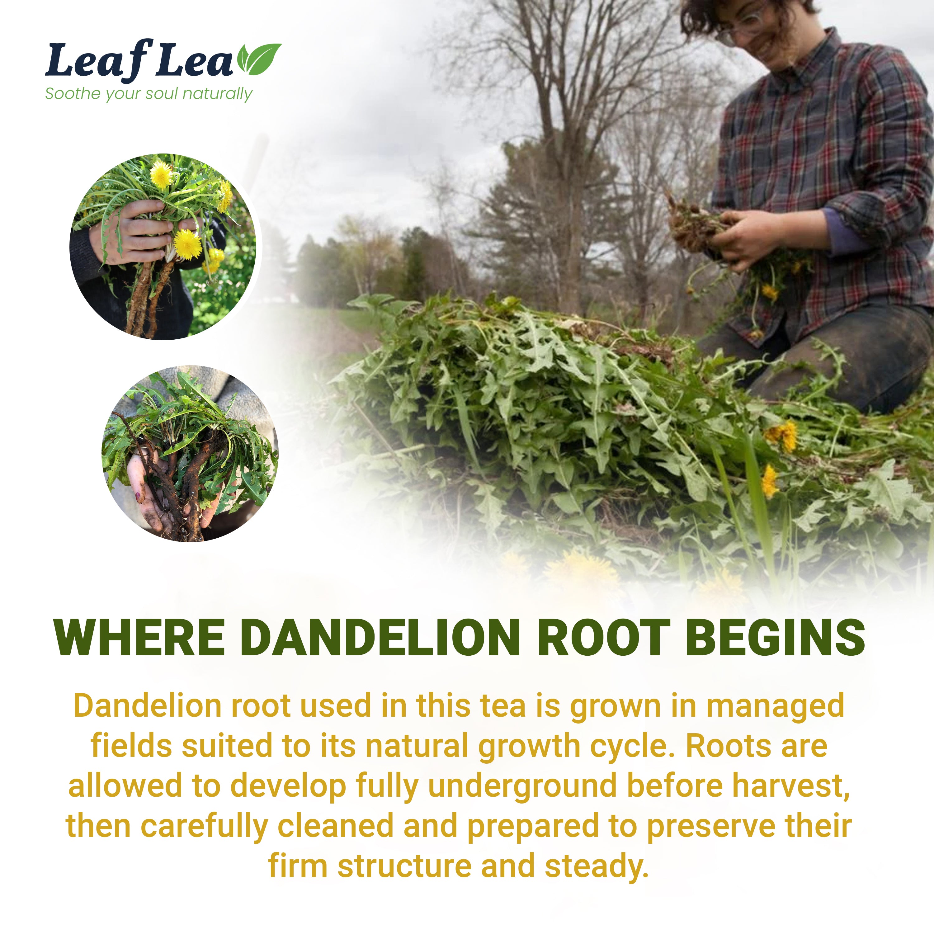 LeafLea Dandelion Root Tea Bags, Dandelion Tea Supports Wellness and a Balanced Lifestyle