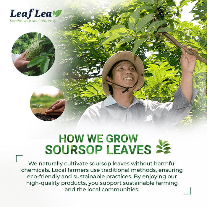 LeafLea Premium Soursop Leaf Tea Bags – Pure & Natural Graviola Tea, Hoja Guanabana Herbal Tea for Digestion Support, Nutrient-Rich, No Sugar, Caffeine-Free (40 Tea Bags)