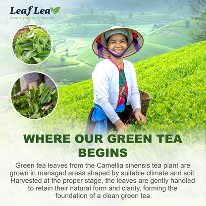 LeafLea Green Tea Bags, 100% Natural & Pure from Green Tea Leaves, Smooth & Refreshing, Everyday Wellness with Natural Caffeine Content