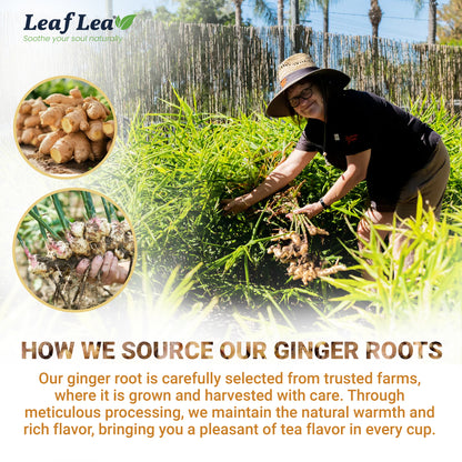 LeafLea Ginger Tea Bags - Bold, Spicy Flavor & Soothing Herbal Experience, Caffeine-Free