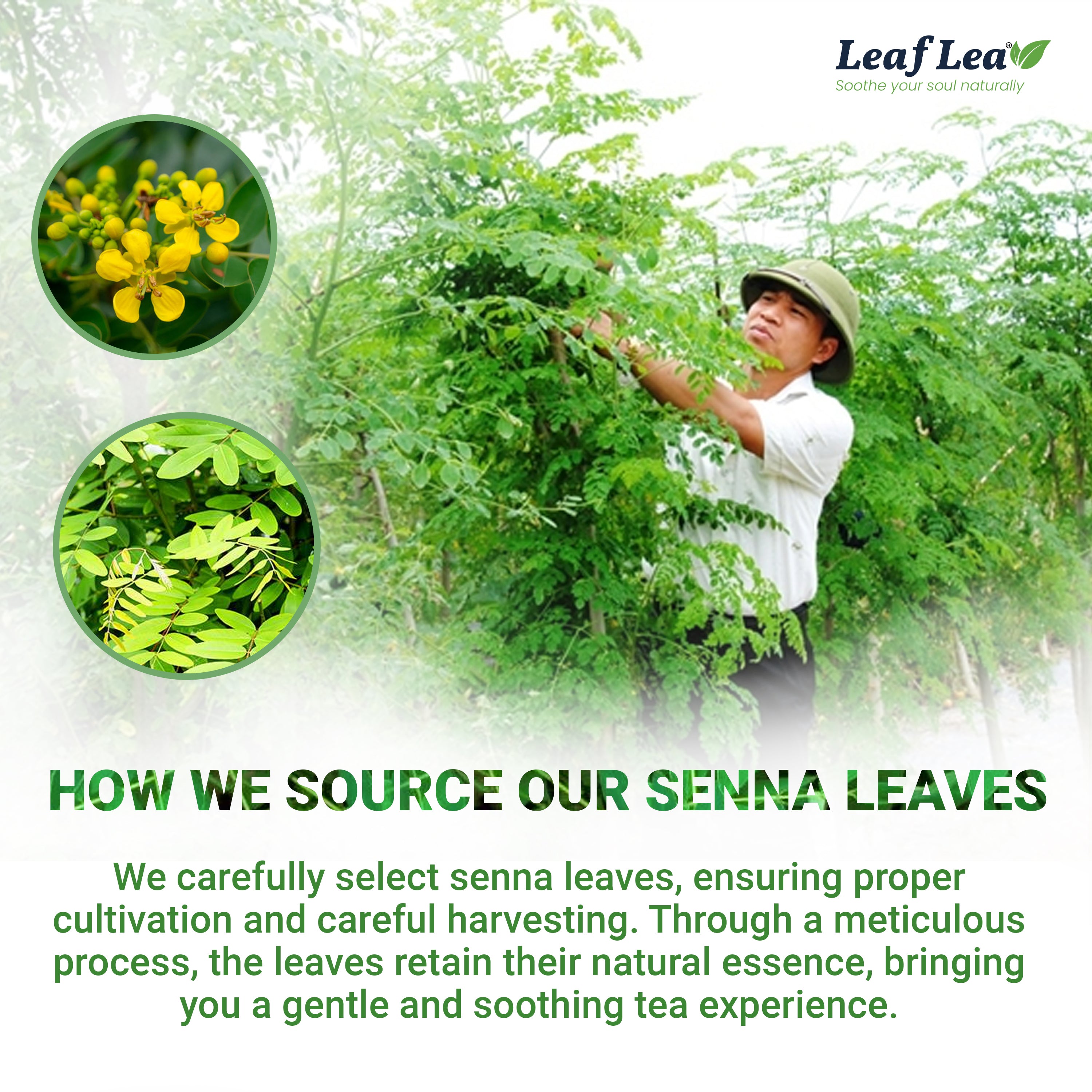LeafLea Senna Leaf Tea Bags  –  Naturally Smooth & Gentle Herbal Brew