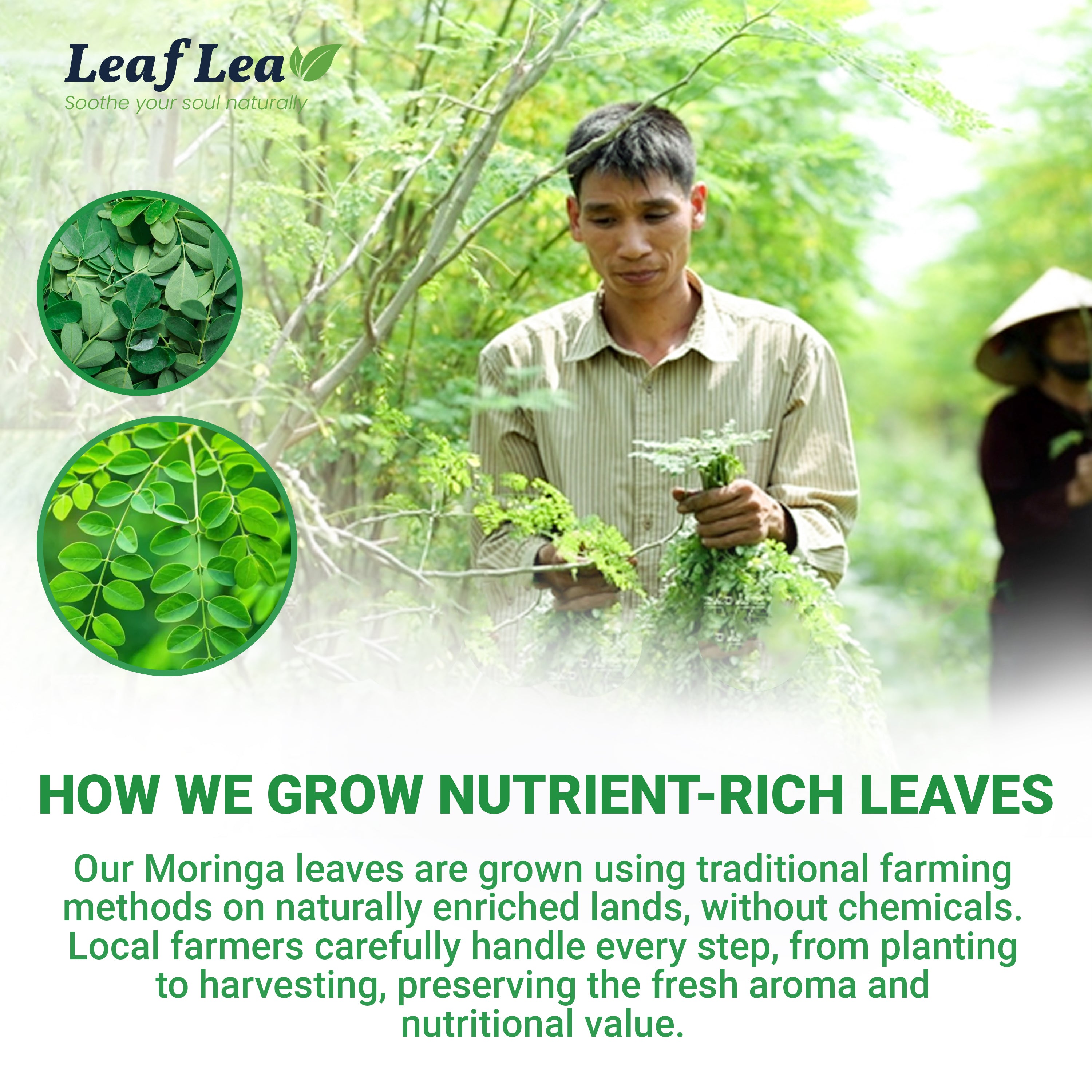 LeafLea 40 Moringa Tea Bags - Supports Digestion & Immune Health Caffeine-Free