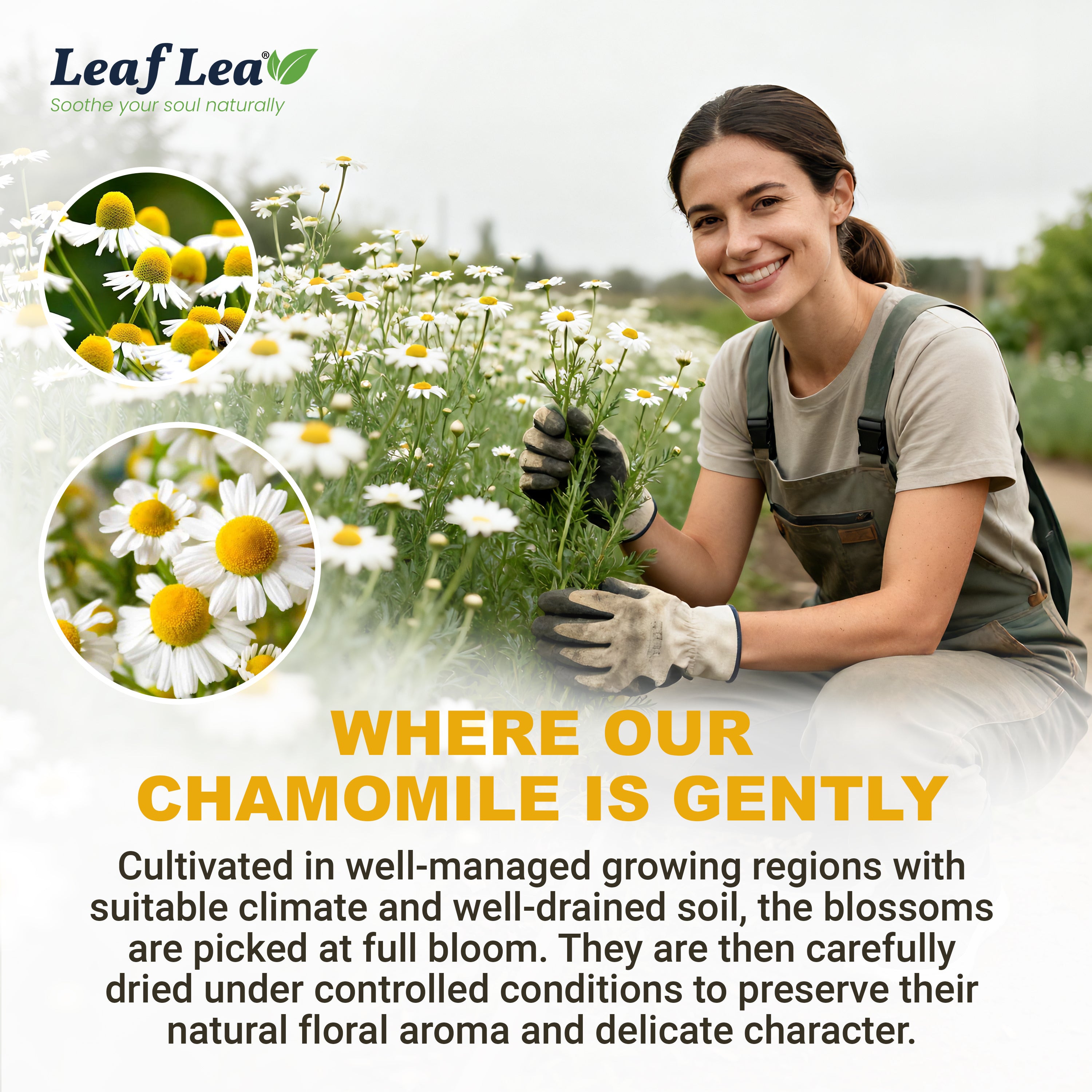 LeafLea Chamomile Tea Bags, Herbal Tea from Chamomile Flowers, Gentle Floral Scent, Clean Smooth Finish