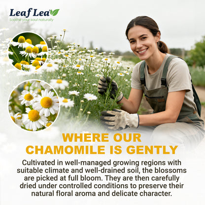 LeafLea Chamomile Tea Bags, Herbal Tea from Chamomile Flowers, Gentle Floral Scent, Clean Smooth Finish