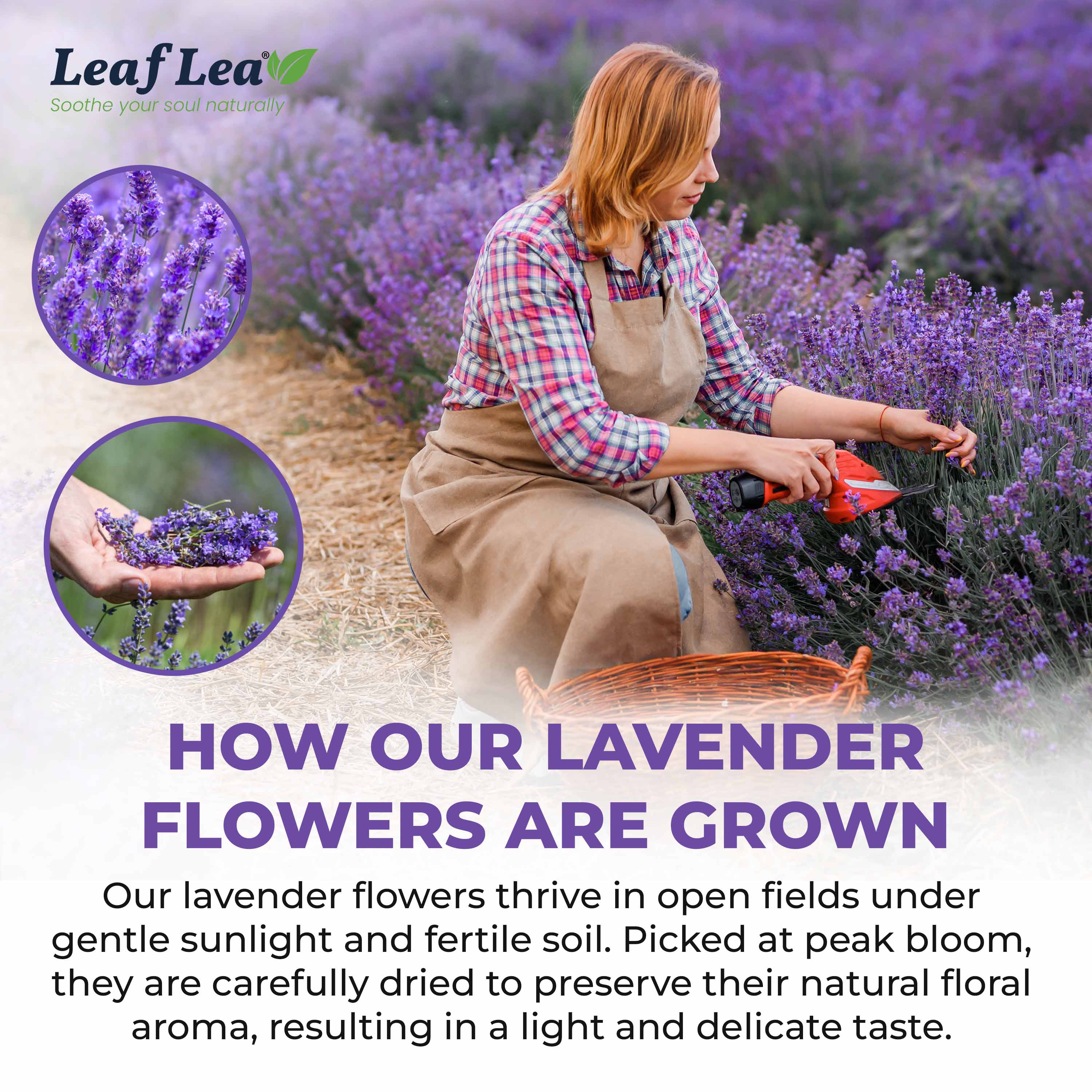 LeafLea 40 Premium Lavender Tea Bags, Natural Lavender Flowers, Lavendar Herbal Tea with Delicate Floral Aroma & Smooth Flavor, Relaxing Evening Infusion, No Caffeine