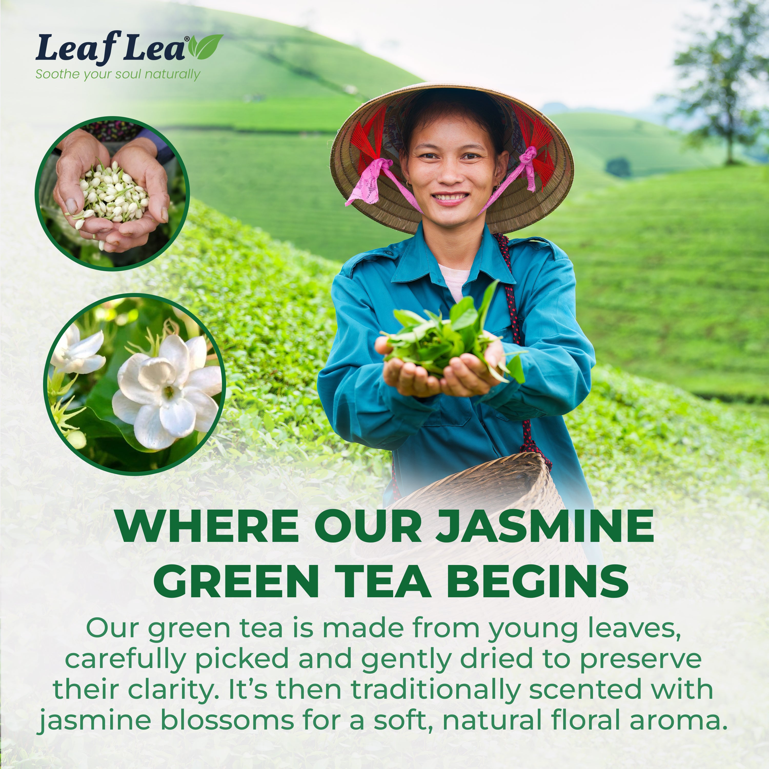 Jasmine Green Tea Bags Blend Boosts Digestion & Immunity